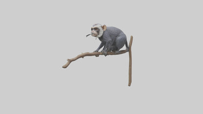 Emperor Tamarin perched model VR / AR / low-poly