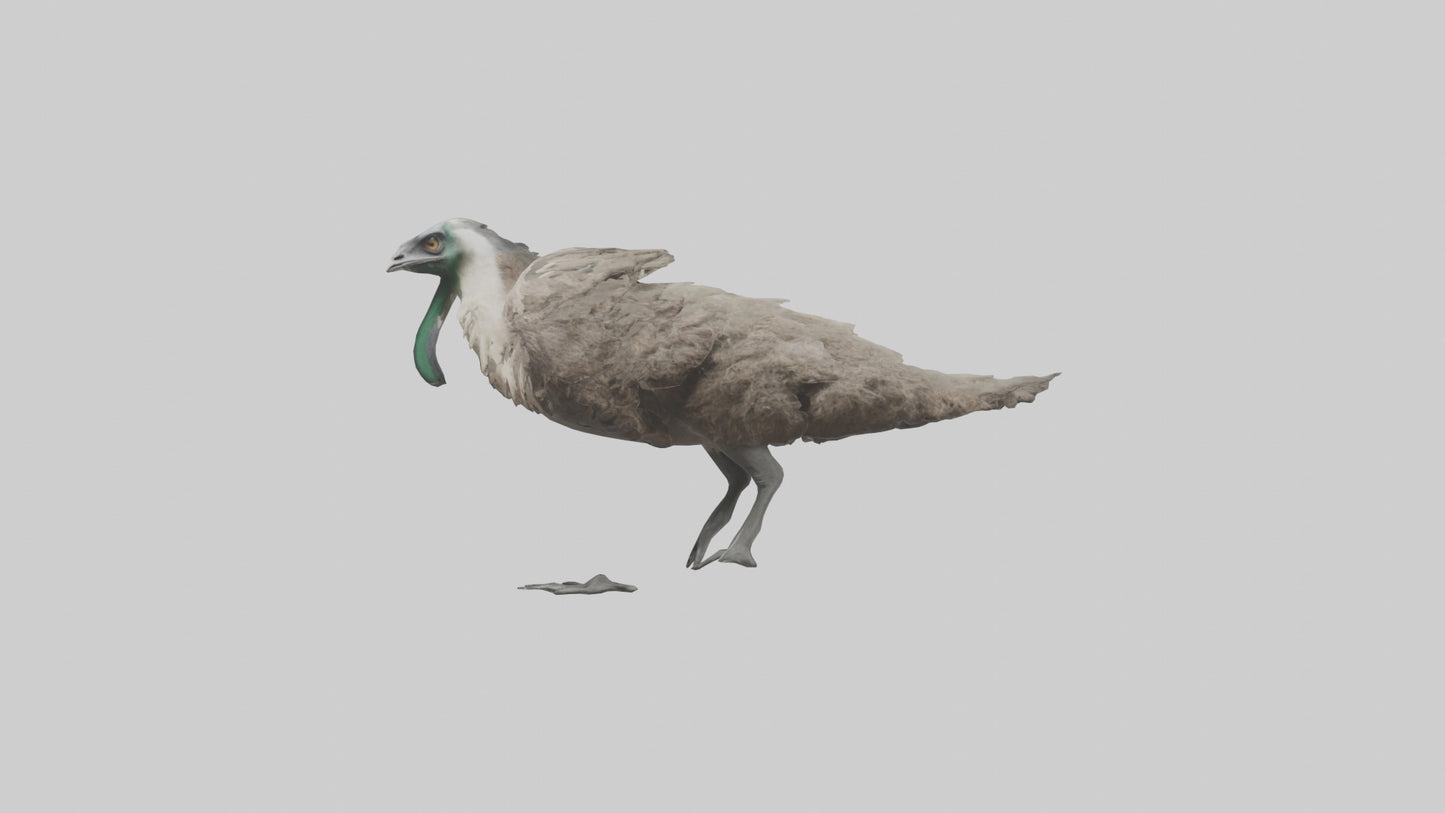 3D model Emu running model VR / AR / low-poly