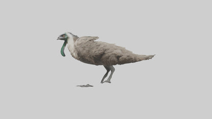 3D model Emu running model VR / AR / low-poly