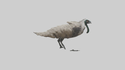 3D model Emu running model VR / AR / low-poly