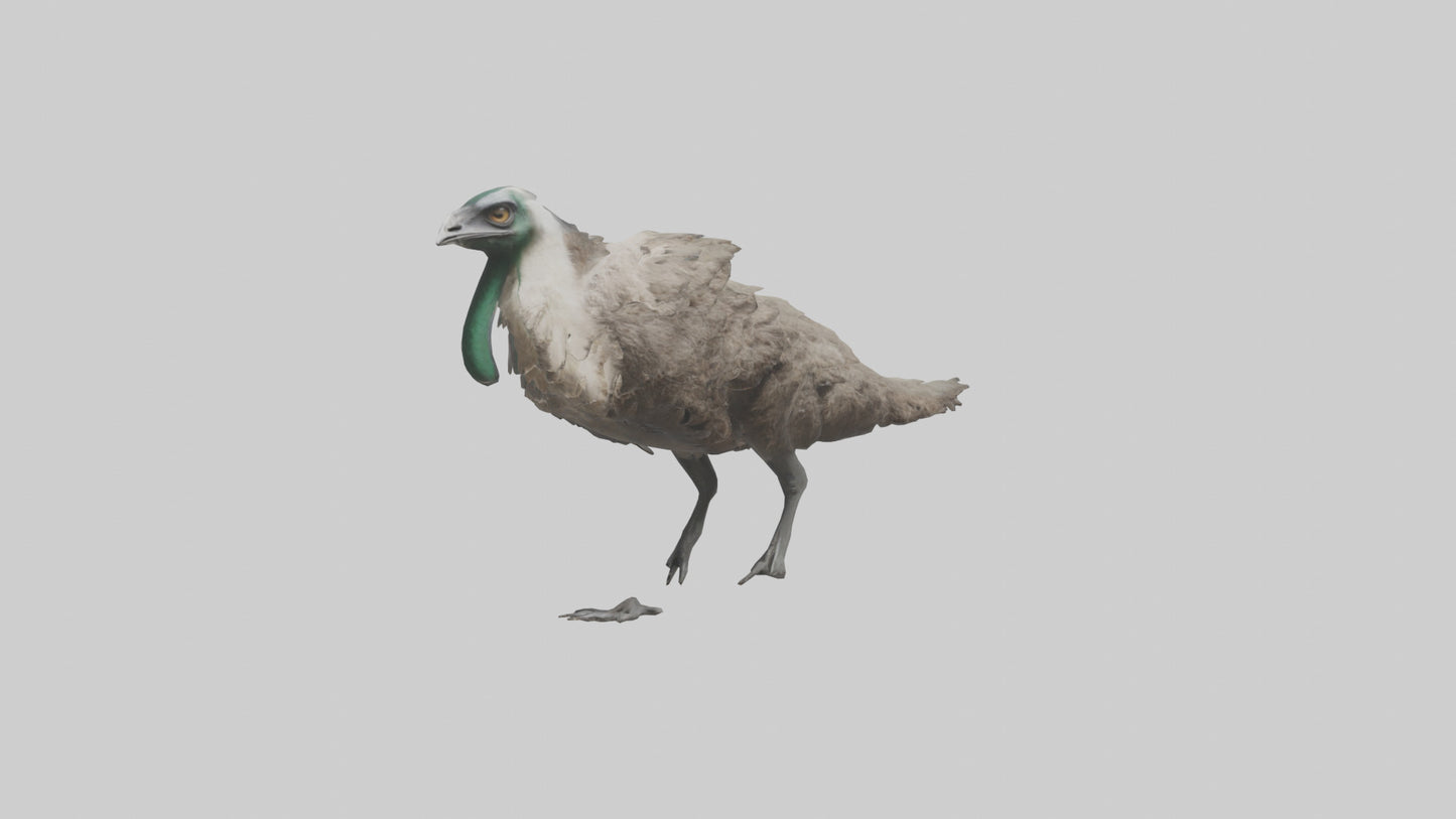 3D model Emu running model VR / AR / low-poly