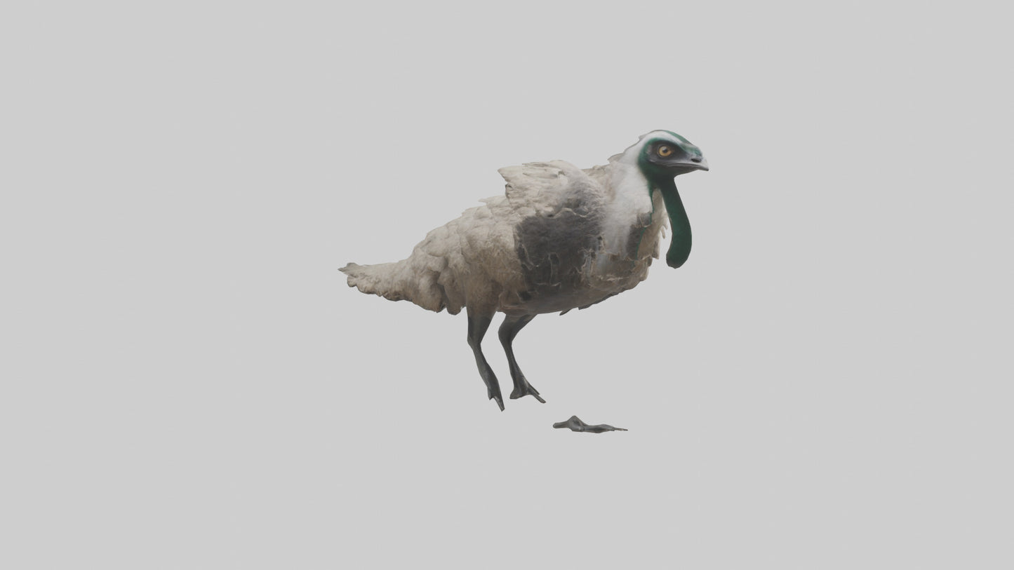 3D model Emu running model VR / AR / low-poly