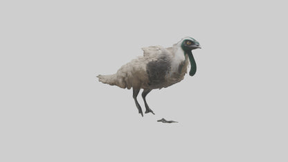 3D model Emu running model VR / AR / low-poly