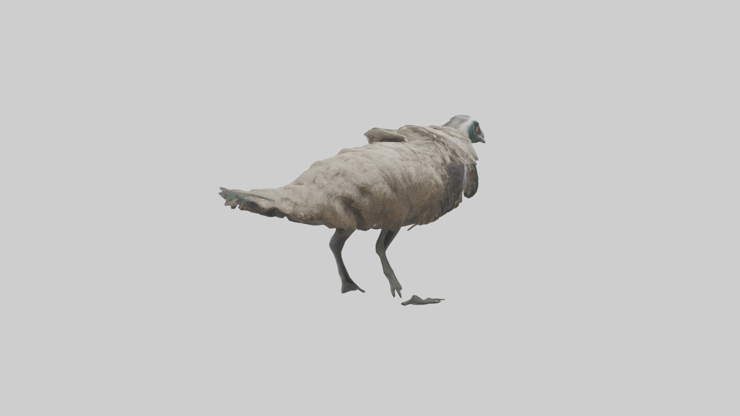 3D model Emu running model VR / AR / low-poly