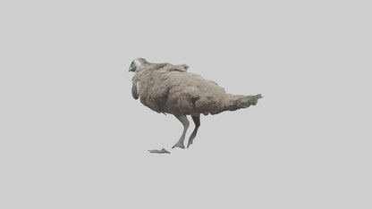 3D model Emu running model VR / AR / low-poly