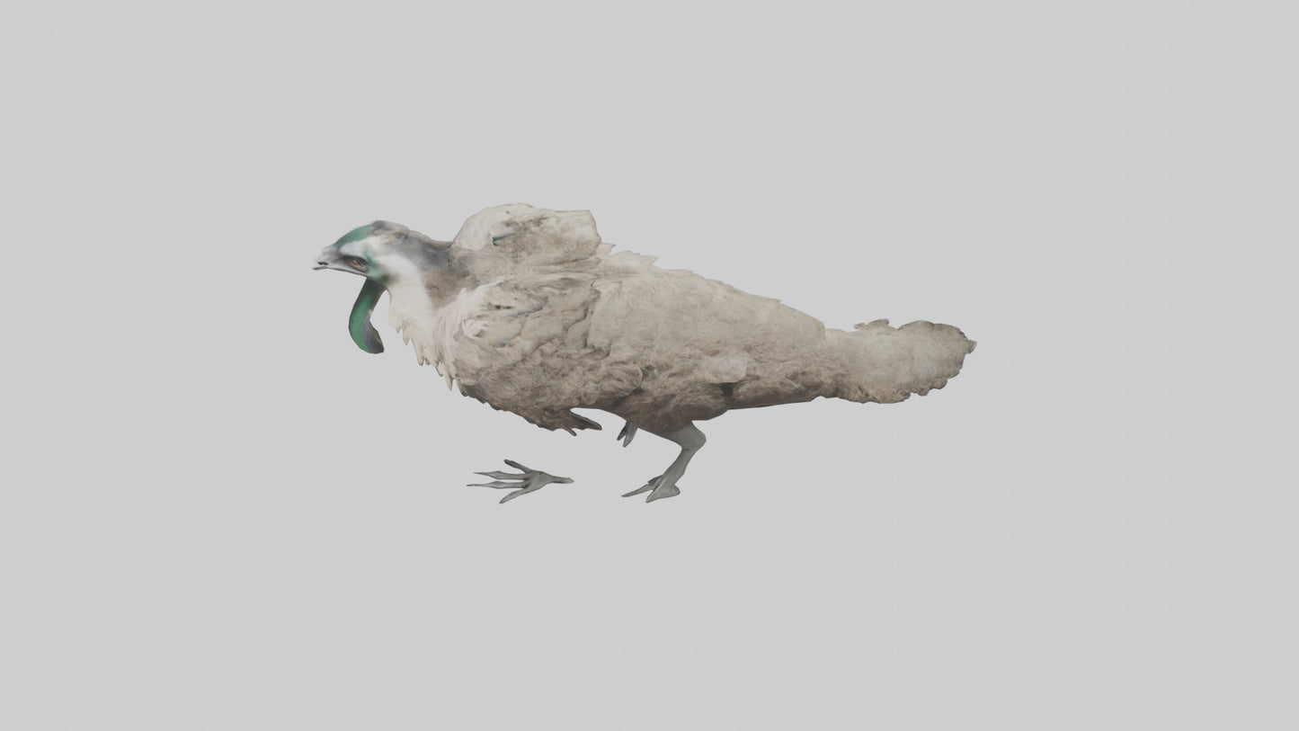3D model Emu running model VR / AR / low-poly