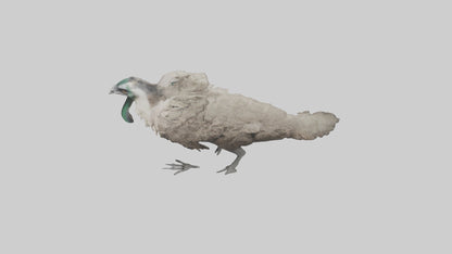 3D model Emu running model VR / AR / low-poly