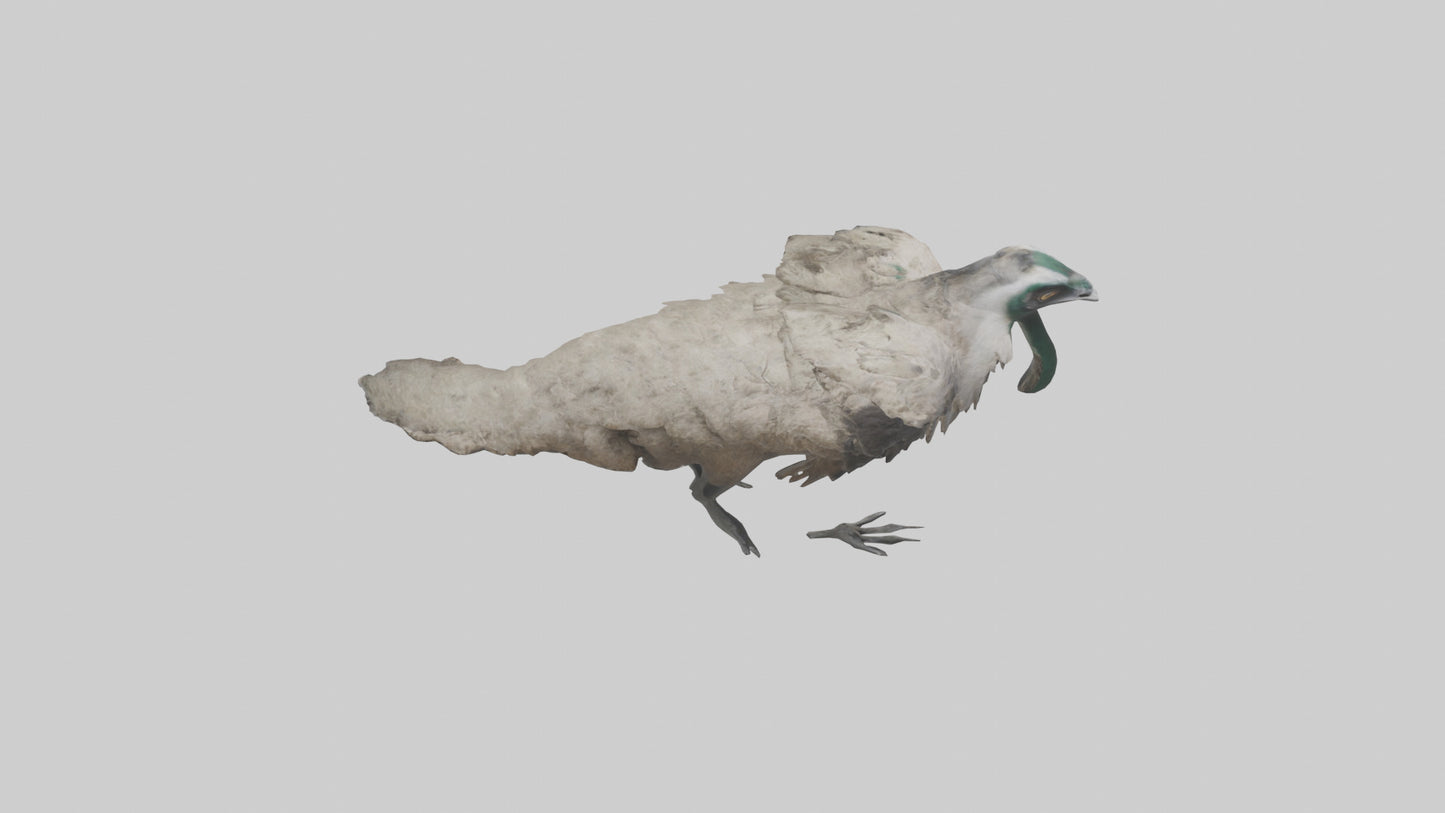 3D model Emu running model VR / AR / low-poly
