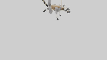 3D model Endangered Lemur swinging model VR / AR / low-poly