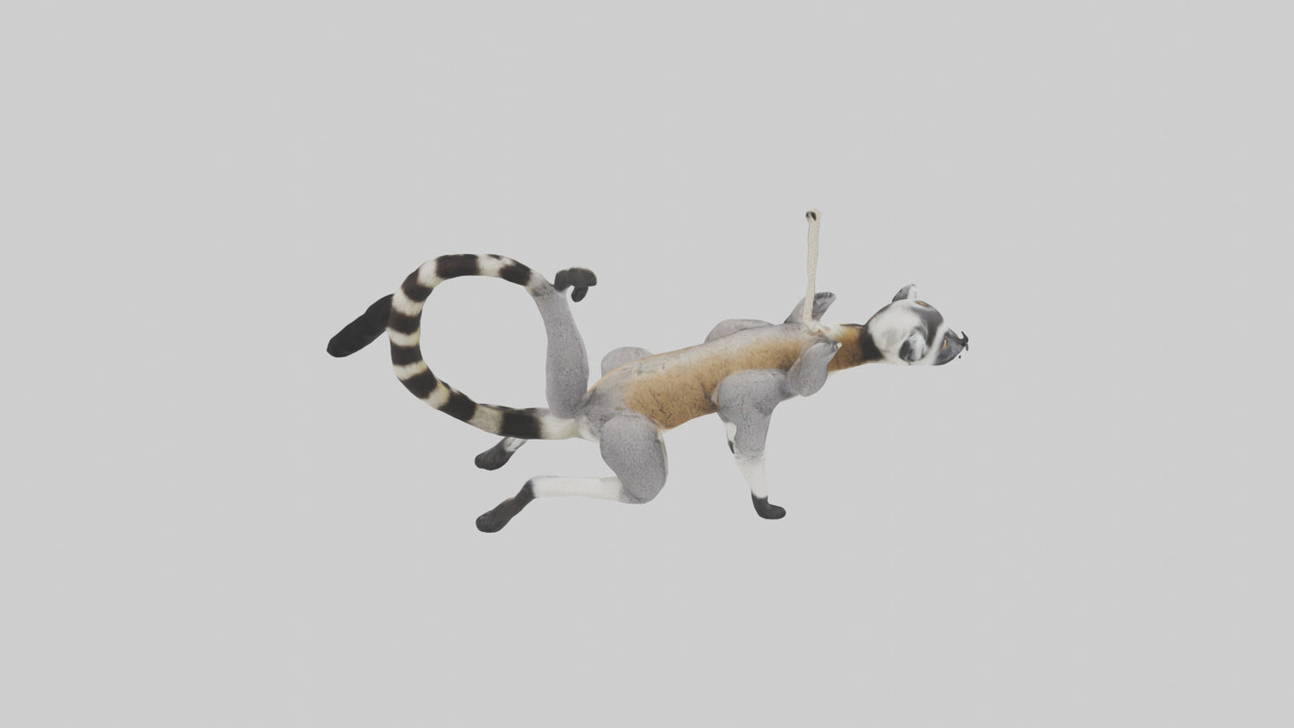 3D model Endangered Lemur swinging model VR / AR / low-poly