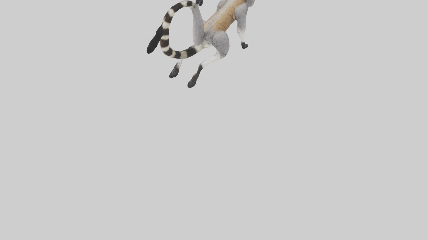 3D model Endangered Lemur swinging model VR / AR / low-poly