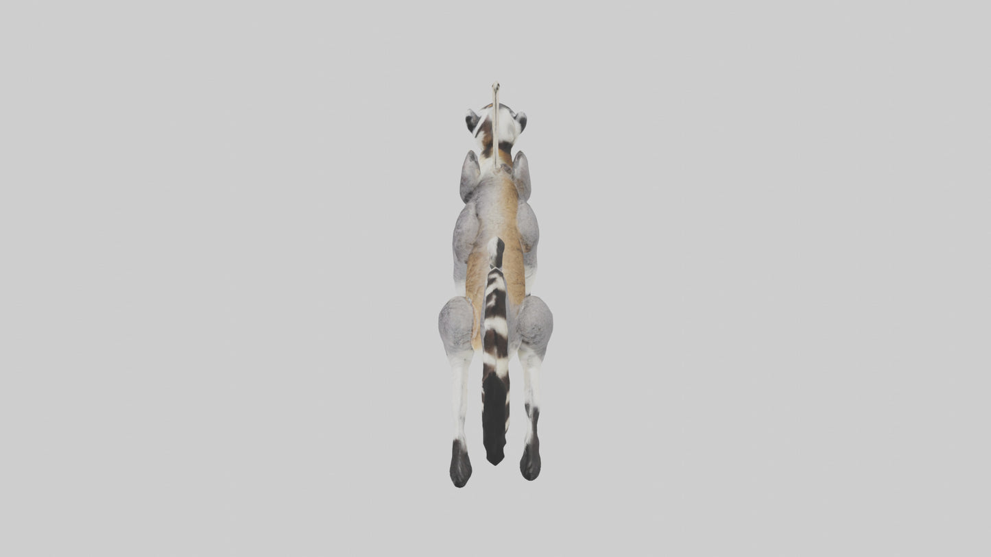 3D model Endangered Lemur swinging model VR / AR / low-poly