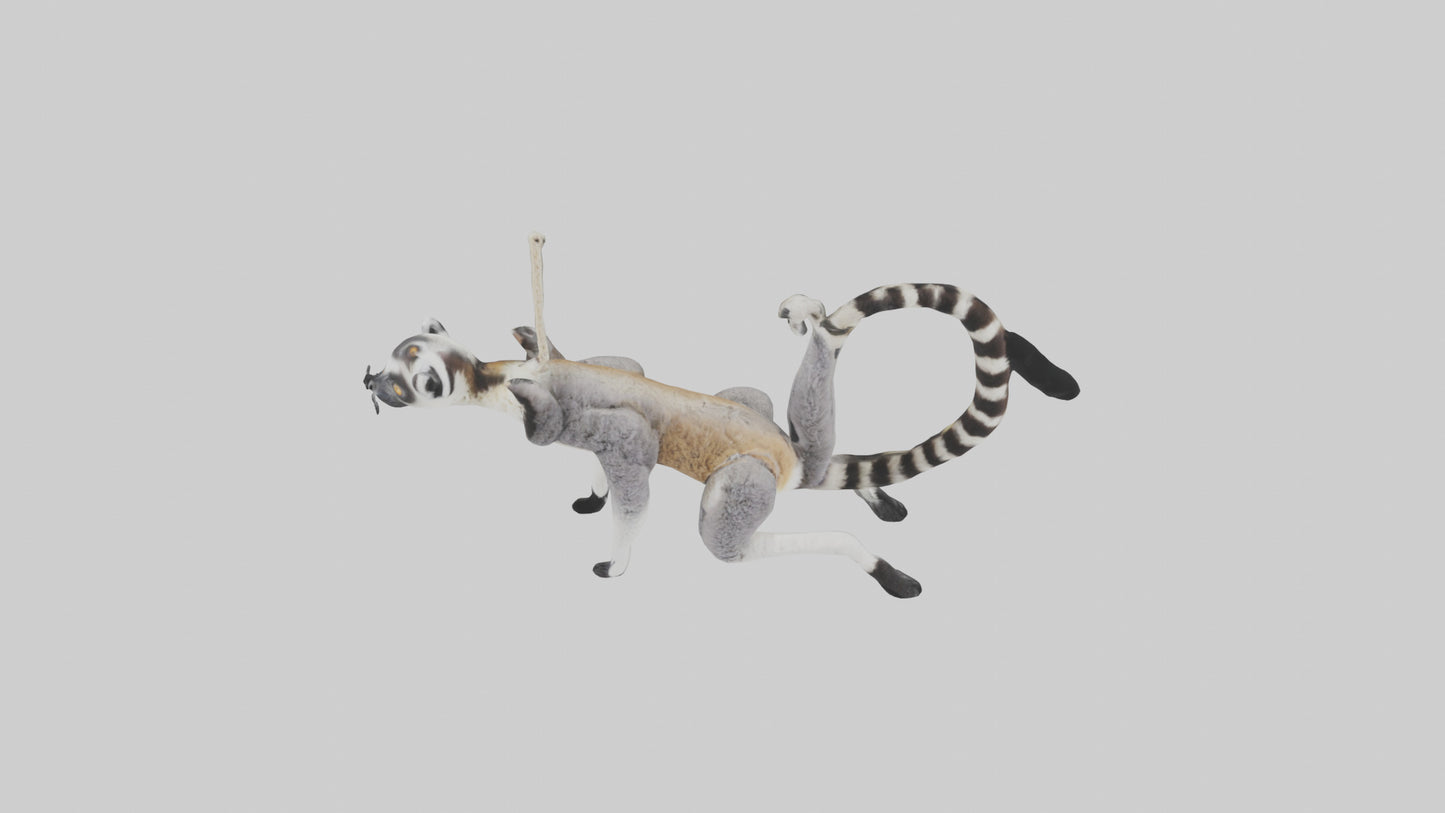 3D model Endangered Lemur swinging model VR / AR / low-poly