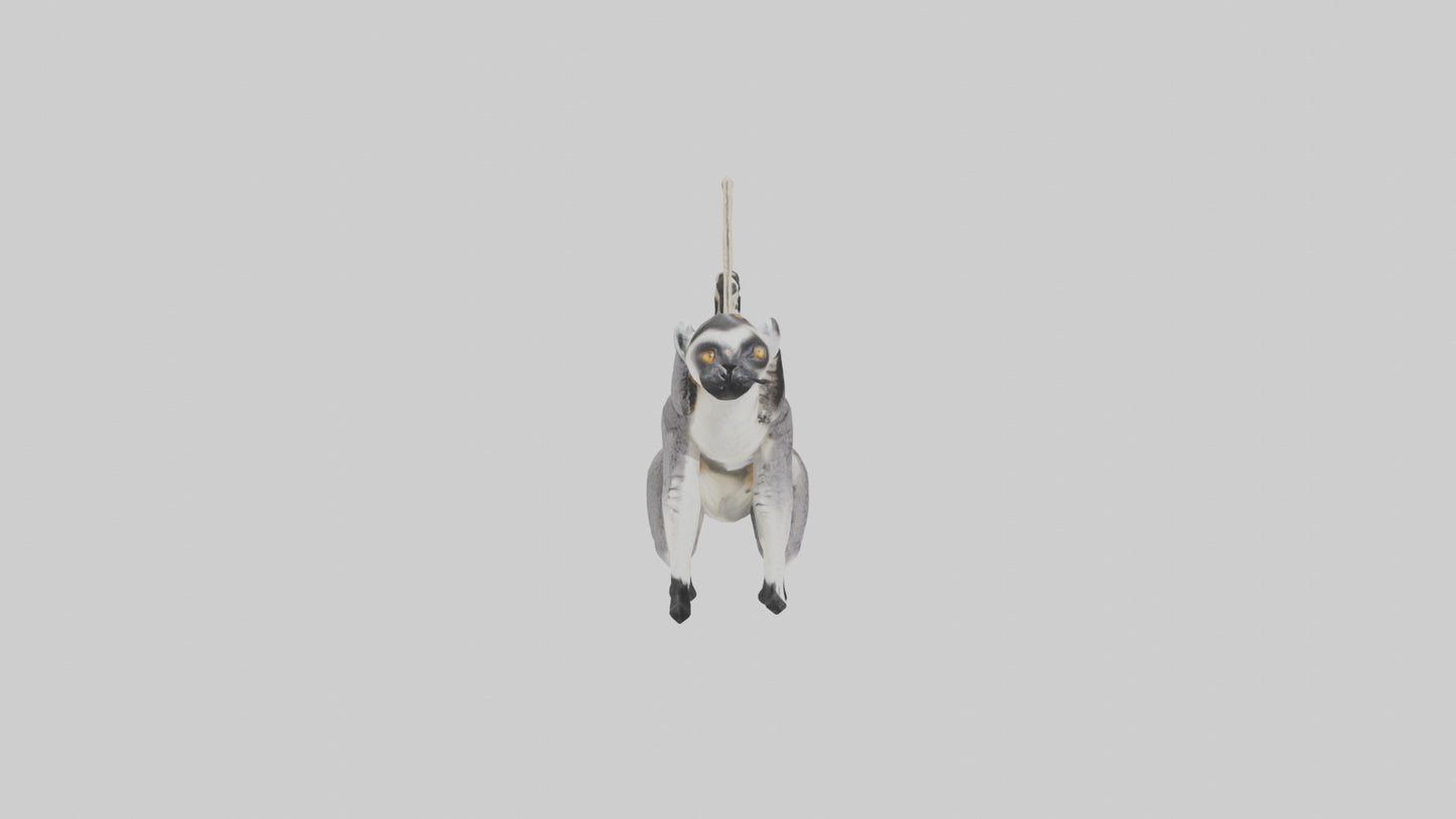 3D model Endangered Lemur swinging model VR / AR / low-poly