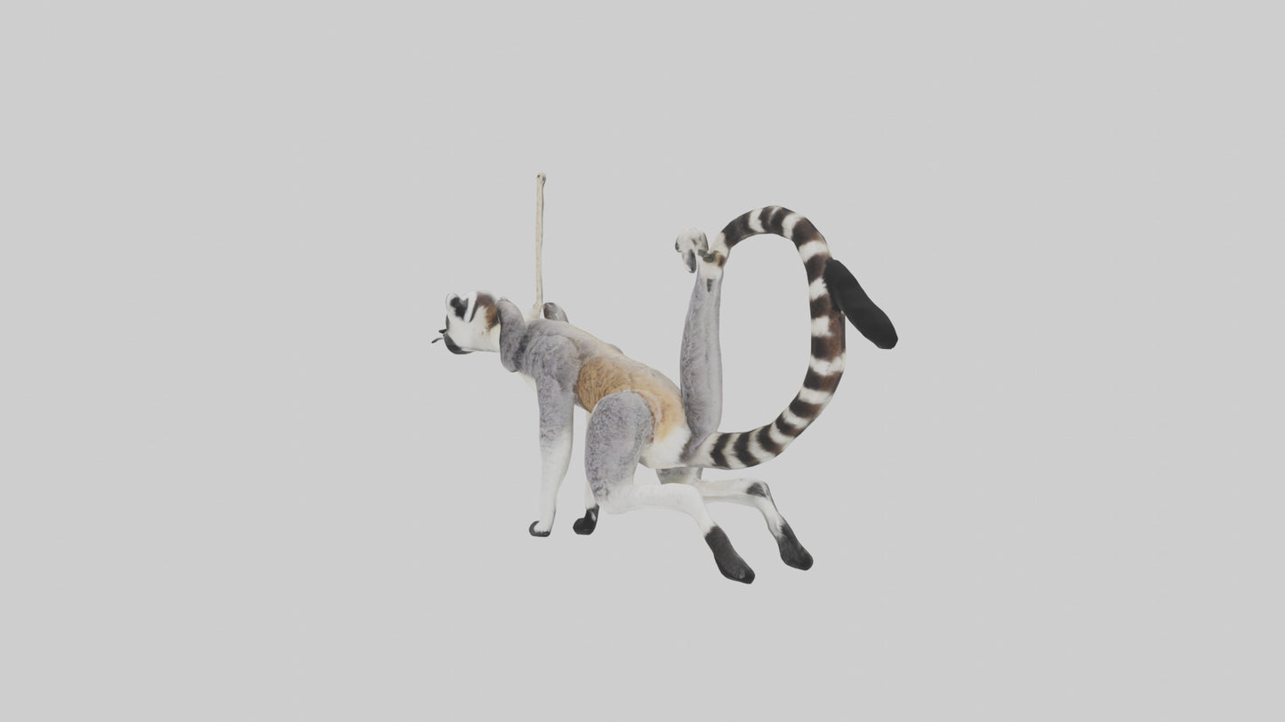 3D model Endangered Lemur swinging model VR / AR / low-poly