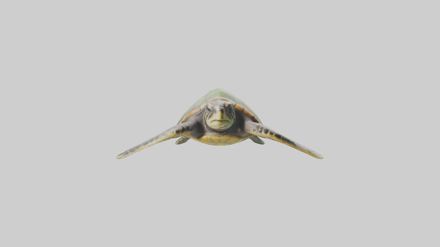 3D model Endangered Sea Turtle swimming model VR / AR / low-poly