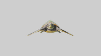 3D model Endangered Sea Turtle swimming model VR / AR / low-poly