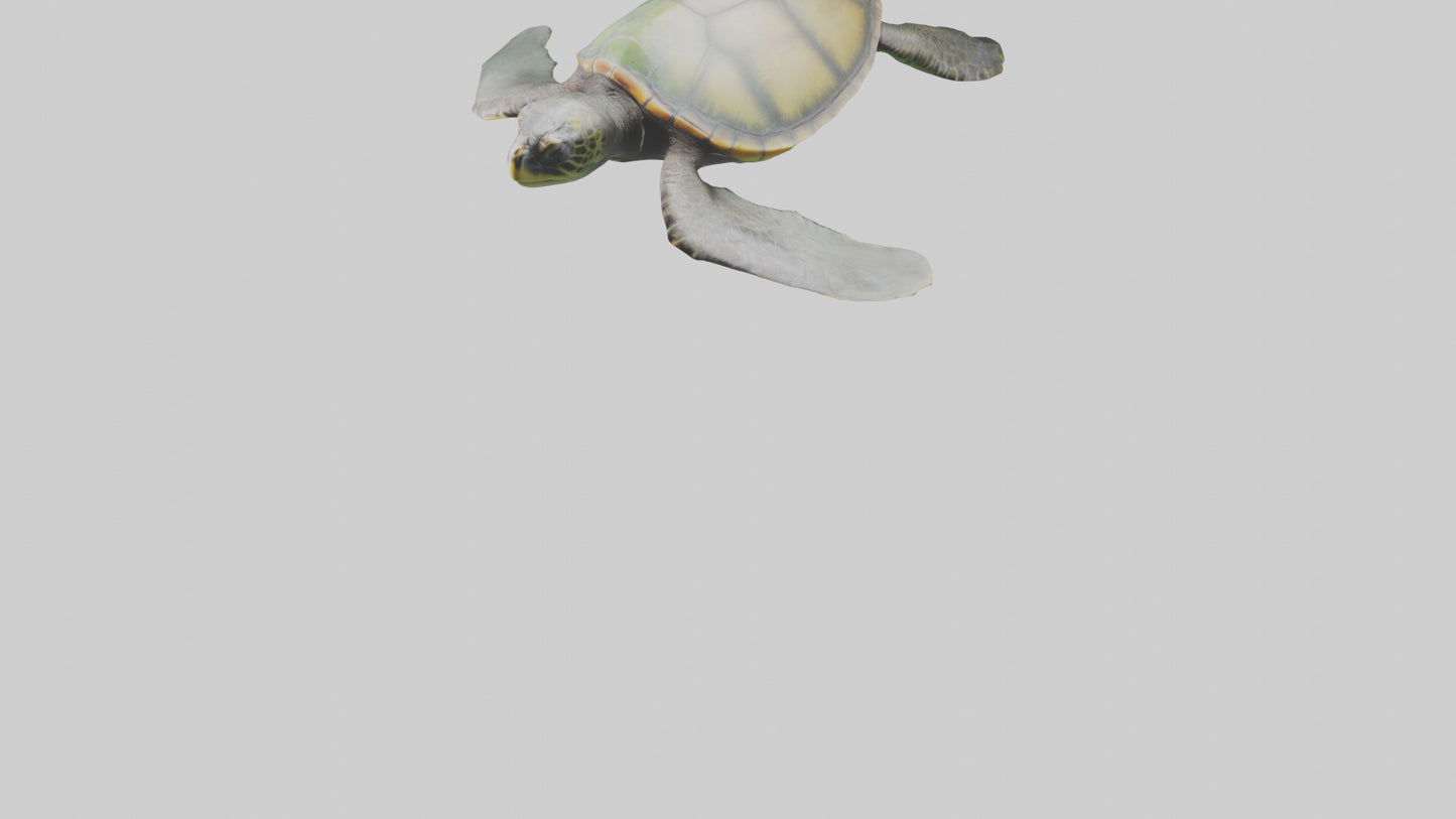 3D model Endangered Sea Turtle swimming model VR / AR / low-poly