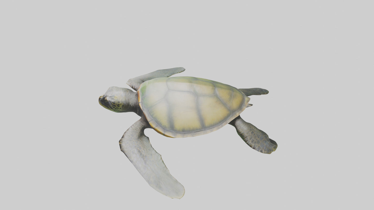 3D model Endangered Sea Turtle swimming model VR / AR / low-poly