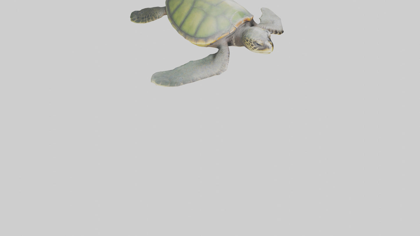 3D model Endangered Sea Turtle swimming model VR / AR / low-poly