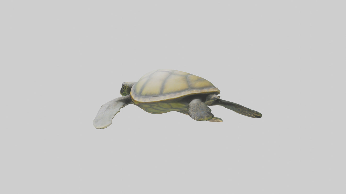 3D model Endangered Sea Turtle swimming model VR / AR / low-poly