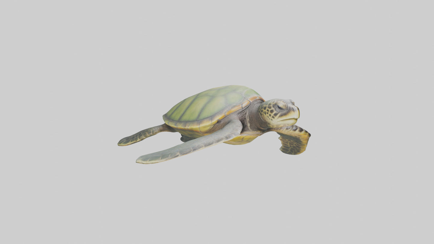 3D model Endangered Sea Turtle swimming model VR / AR / low-poly