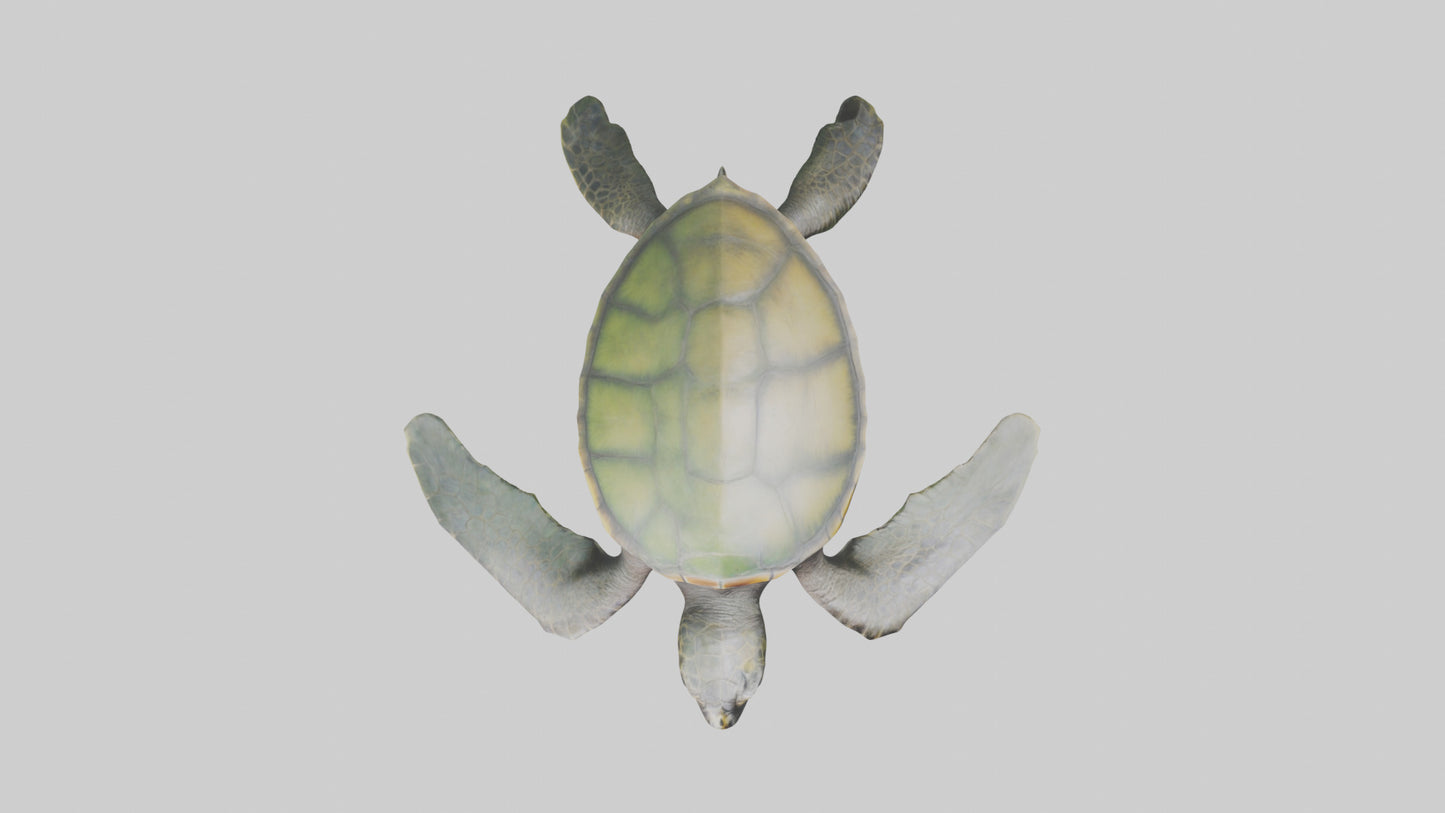 3D model Endangered Sea Turtle swimming model VR / AR / low-poly