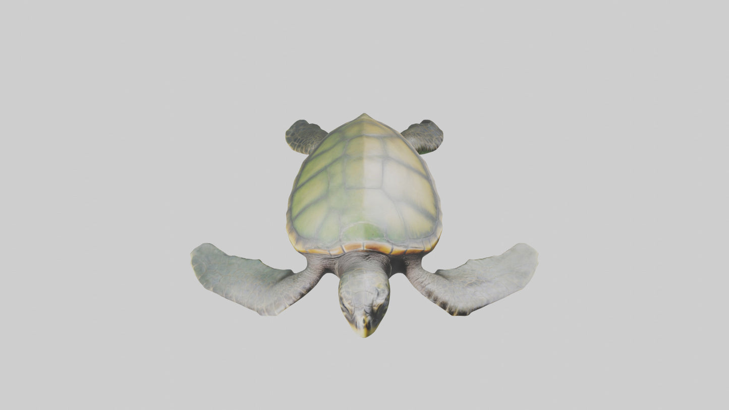 3D model Endangered Sea Turtle swimming model VR / AR / low-poly