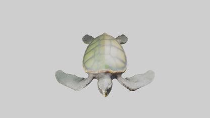3D model Endangered Sea Turtle swimming model VR / AR / low-poly