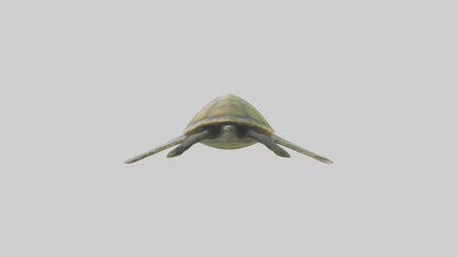 3D model Endangered Sea Turtle swimming model VR / AR / low-poly