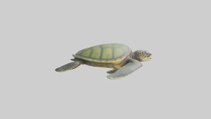 3D model Endangered Sea Turtle swimming model VR / AR / low-poly