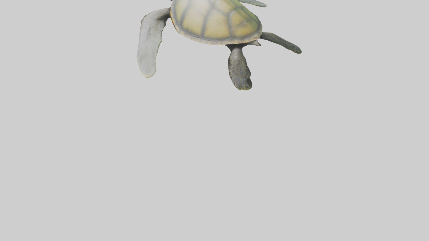 3D model Endangered Sea Turtle swimming model VR / AR / low-poly