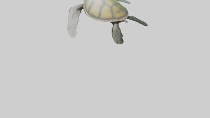 3D model Endangered Sea Turtle swimming model VR / AR / low-poly