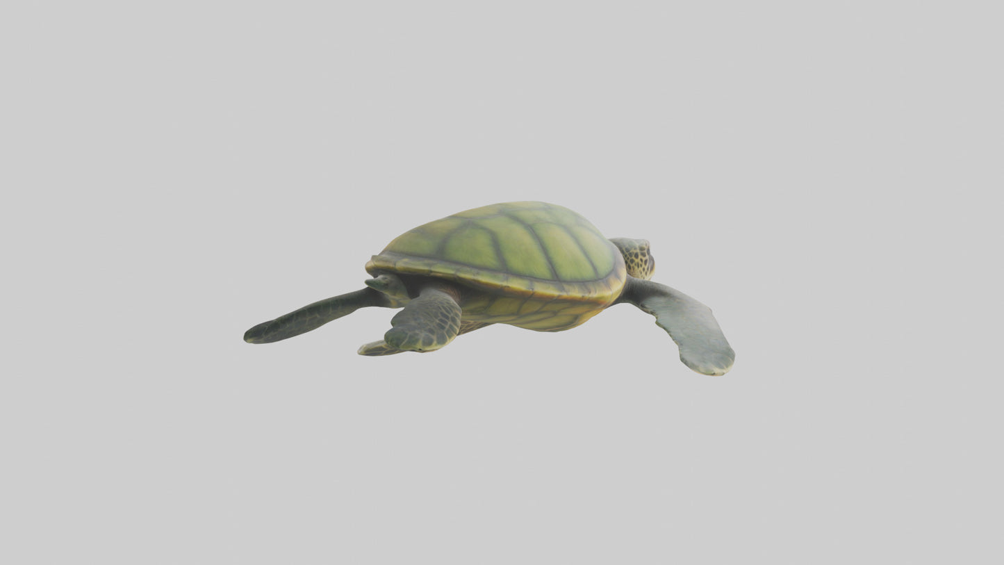 3D model Endangered Sea Turtle swimming model VR / AR / low-poly