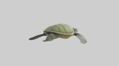 3D model Endangered Sea Turtle swimming model VR / AR / low-poly