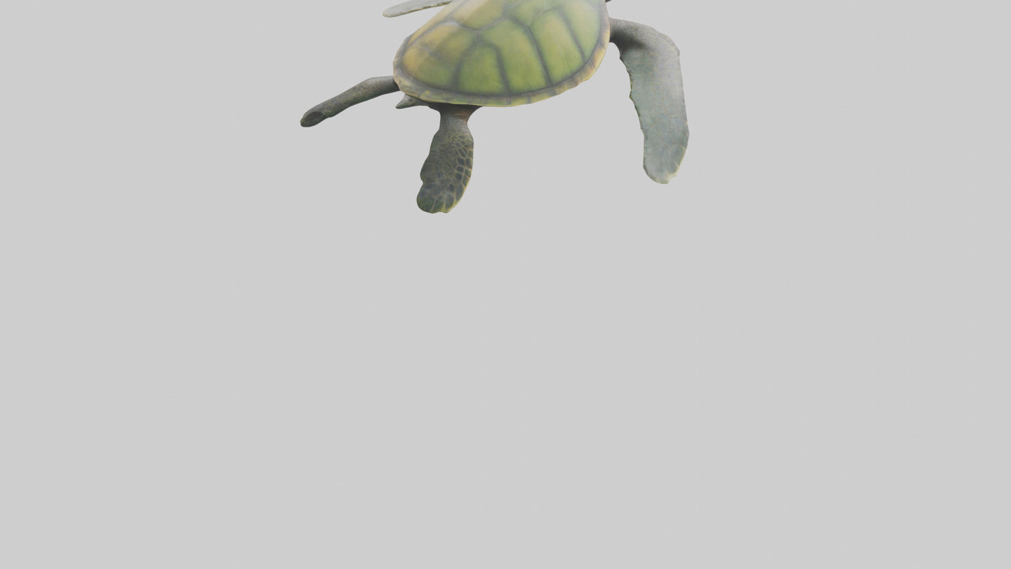 3D model Endangered Sea Turtle swimming model VR / AR / low-poly