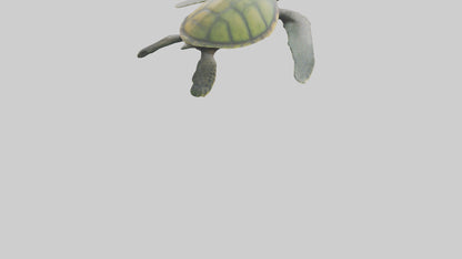 3D model Endangered Sea Turtle swimming model VR / AR / low-poly