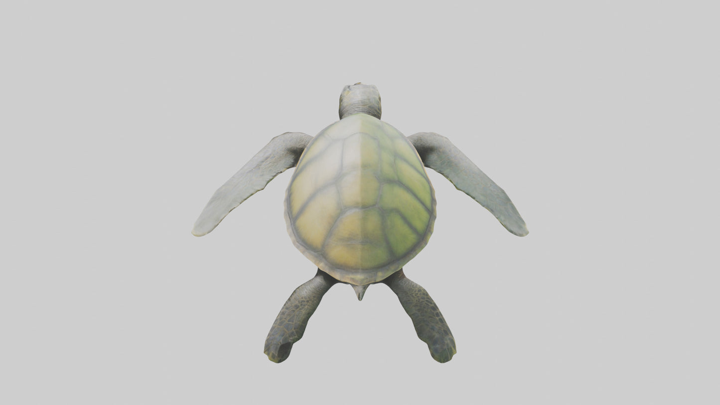3D model Endangered Sea Turtle swimming model VR / AR / low-poly