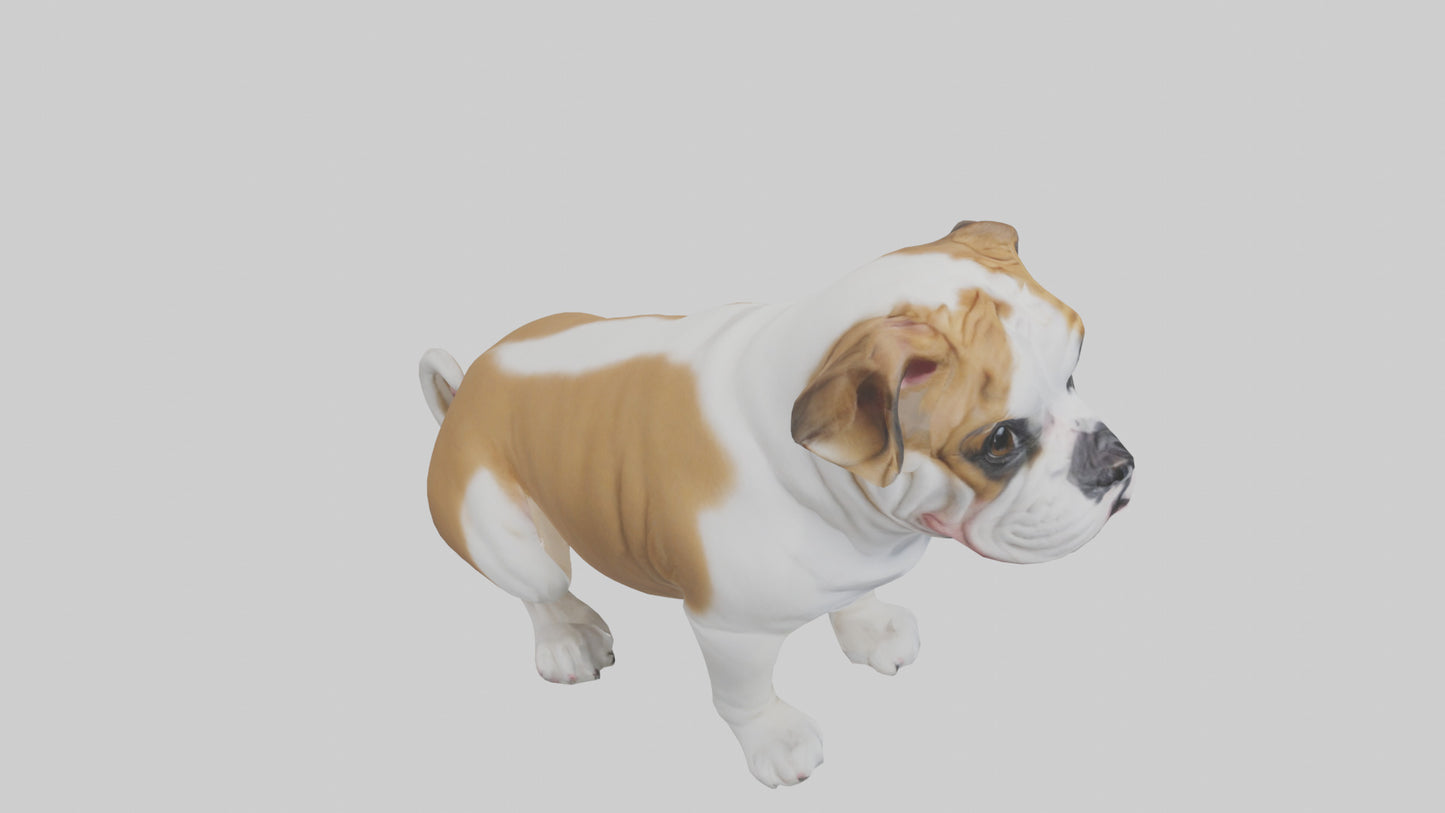 English Bulldog sitting model VR / AR / low-poly