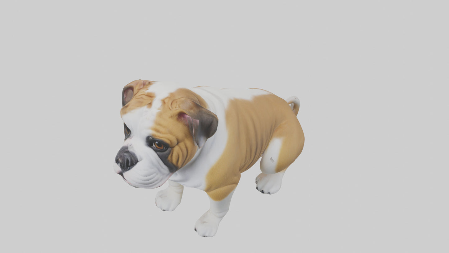 English Bulldog sitting model VR / AR / low-poly