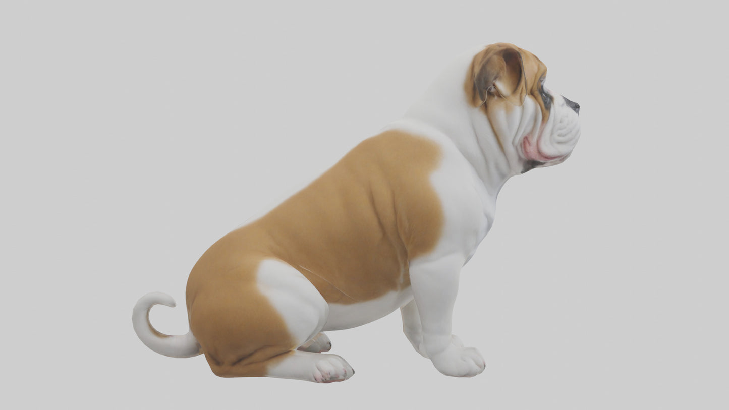 English Bulldog sitting model VR / AR / low-poly