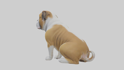 English Bulldog sitting model VR / AR / low-poly
