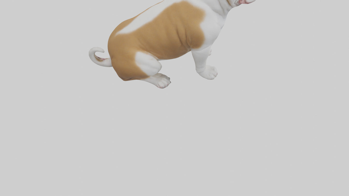 English Bulldog sitting model VR / AR / low-poly