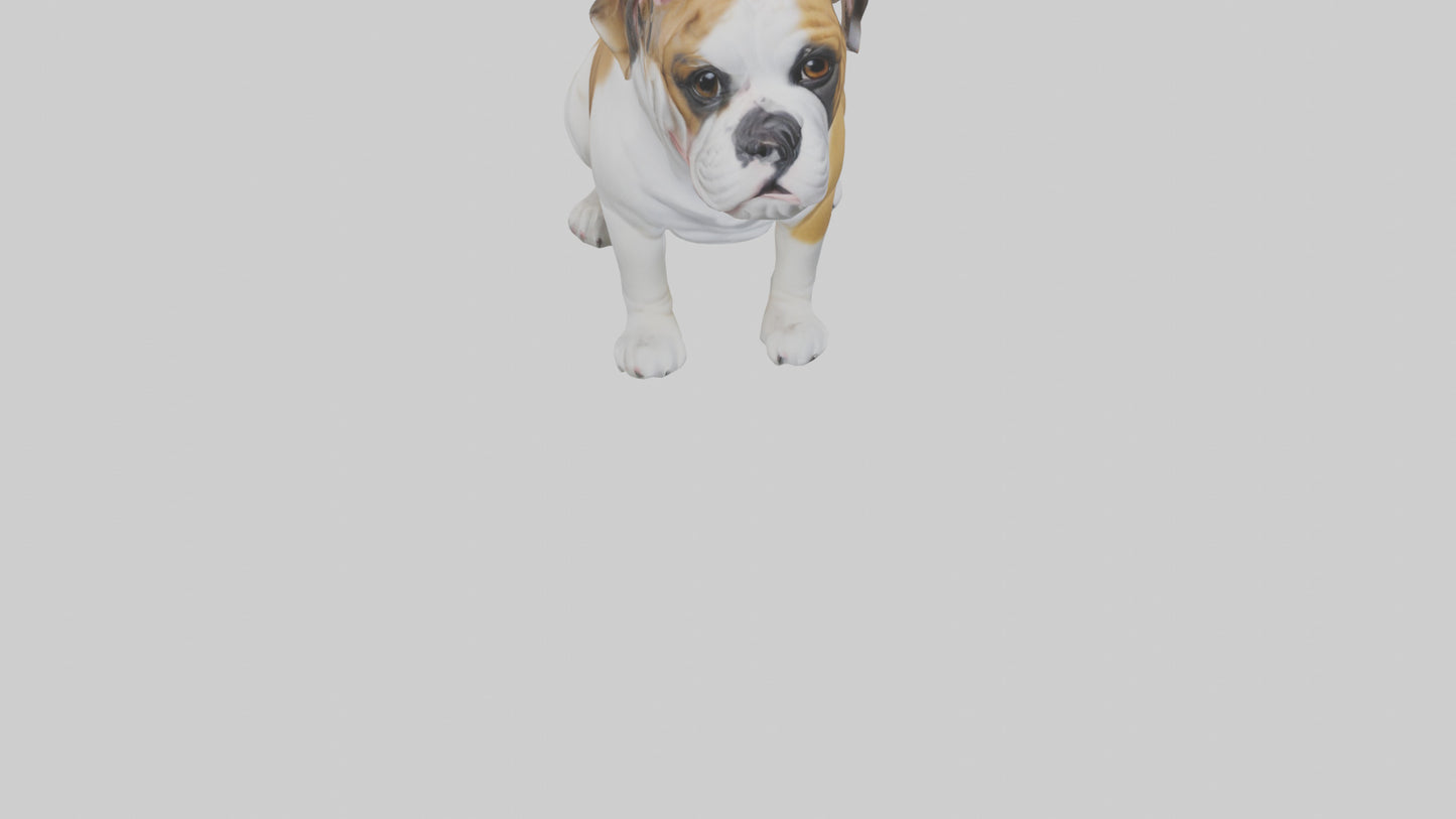 English Bulldog sitting model VR / AR / low-poly