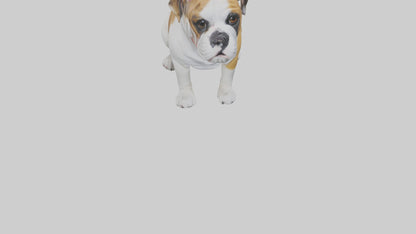English Bulldog sitting model VR / AR / low-poly