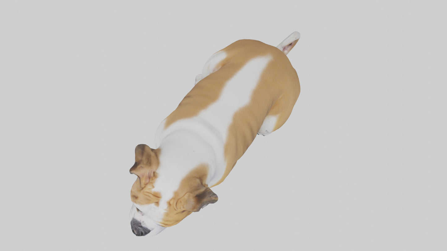 English Bulldog sitting model VR / AR / low-poly