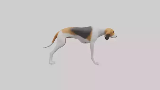 3D model English Foxhound sniffing model VR / AR / low-poly