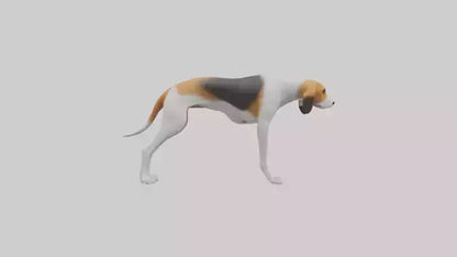 3D model English Foxhound sniffing model VR / AR / low-poly