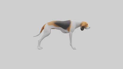3D model English Foxhound sniffing model VR / AR / low-poly