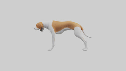3D model English Foxhound sniffing model VR / AR / low-poly